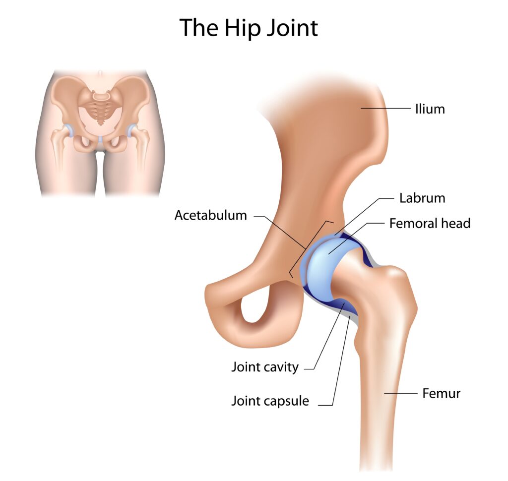Hip joint anatomy